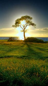 Image result for Tree iPhone Image Basic
