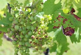 Image result for Brown Spots On Green Grapes