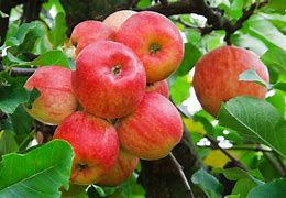Image result for Royal Limbertwig Apple