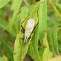 Image result for Katydid Cricket