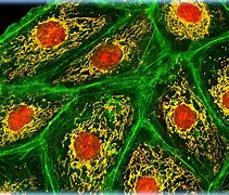 Image result for actin�g5afo