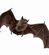 Image result for Japanese Bat Art