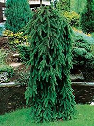 Picea abies Inversa に対する画像結果