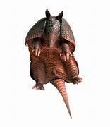 Image result for Armadillo Transparent