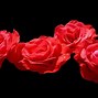 Image result for Big Red Rose Black Background