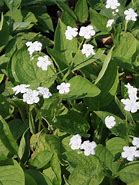 Image result for Omphalodes verna Alba