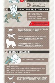 Image result for Recover Crash Drugs CPR Chart Veterinary
