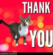 Image result for Thank You Cat Meme