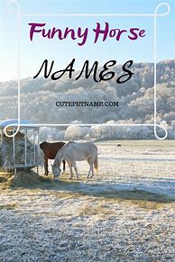Image result for Fun Horse Names