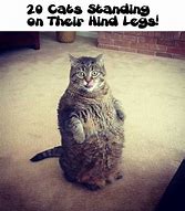 Image result for Cat Meme Walking Hind Legs