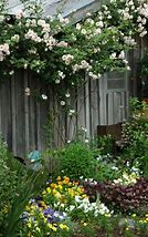 Image result for White Dawn Climbing Rose