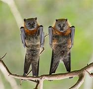Image result for Upside Down Bat Arms Out