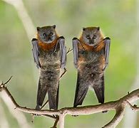 Image result for Photo of Bat Upside Down On House