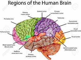 Image result for Mind and Brain Difference Pictures