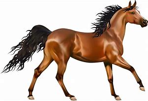 Image result for Cute Cartoon Horse Transparent Background