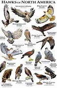 Image result for Largest North American Hawk
