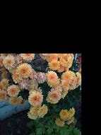 Image result for Chrysanthemum Meme