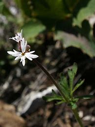 Image result for Lithophragma parviflorum