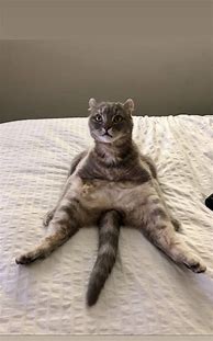 Image result for Weird Cat