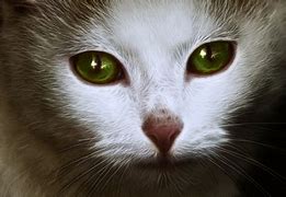 Image result for White Cat Face