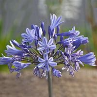 Image result for Agapanthus Pretty Sandy