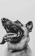 Image result for Papilloma in Dogs Mouth