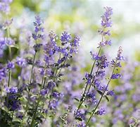 Image result for Flowering Plants with Purple Flowers