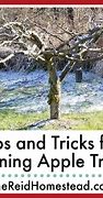 Image result for Trim Apple Trees Fall