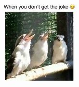 Image result for Bird with Knife Meme
