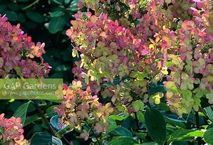 Image result for Hydrangea paniculata Burgundy Lace