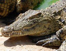 Image result for Cool Crocodile