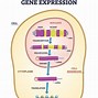 Image result for DNA Gene Expression