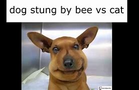 Image result for That Stung Meme