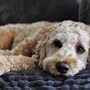 Image result for Labradoodle Cut Styles