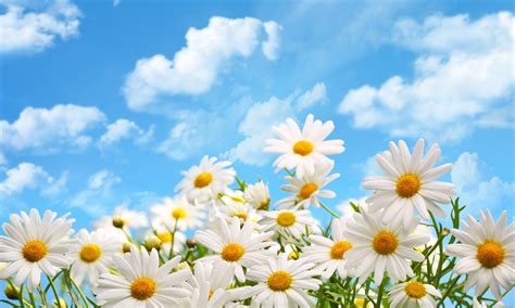 Image result for Sample Module Pool SAP