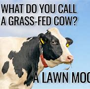 Image result for Cow Memes Humor