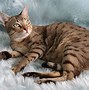 Image result for Cat with Eyes On Ears