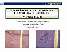 Image result for absorfo