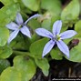Image result for Isotoma fluviatilis