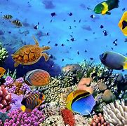 Image result for Free Ocean Reef Wallpaper