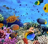 Image result for Beautiful Tropical Underwater