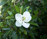 Image result for Magnolia grandiflora Kay Paris