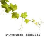 Image result for Rot Grape
