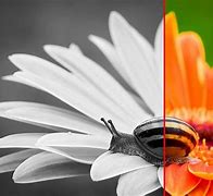 Image result for Black and White Photography with Orange
