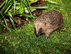 Image result for Hedgehog in a Ball
