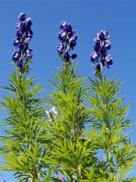 Image result for Aconitum napellus Rubellum