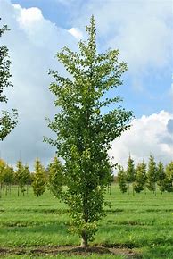 Image result for Ginkgo biloba Fastigiata