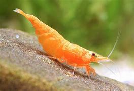 Image result for Crystal Orange Shrimp