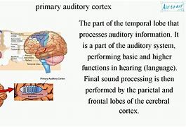 Image result for Primary Auditory Cortex