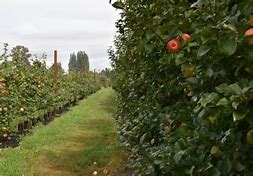 Image result for Apple Picking in Seattle